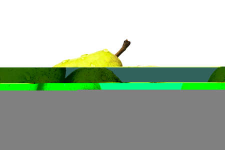 Chihuahua dog isolatedの写真素材