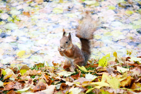 Brown squirrel の写真素材