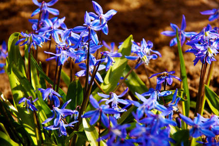 Floral background of first spring flowers close upの写真素材
