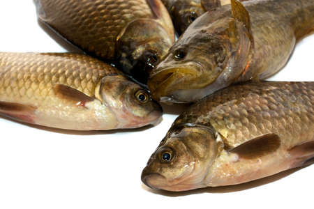 Raw fish isolated on white background 
