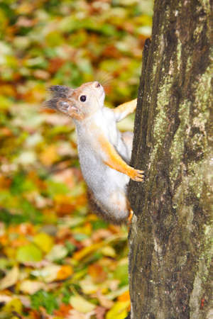 Brown squirrel 
