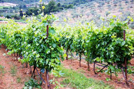 Beautiful rows of vineyar in Greeceの写真素材