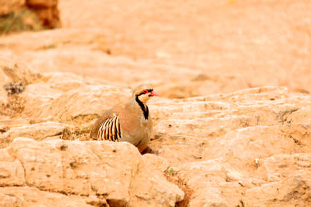 partridge during one hunted in natureの写真素材