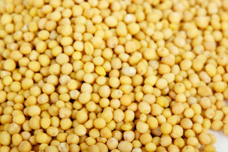 Mustard seeds isolated on white backgroundの写真素材