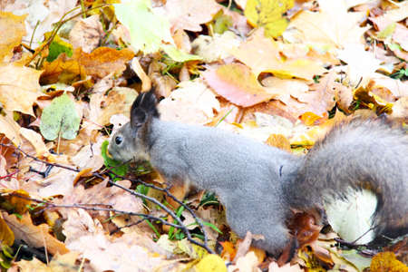 Brown squirrel 