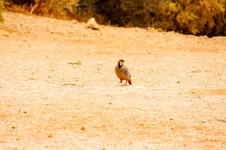 partridge during one hunted in natureの写真素材