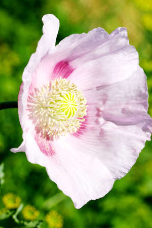 Head of pink poppies over natural backgroundの写真素材