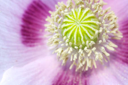Head of pink poppies over natural backgroundの写真素材