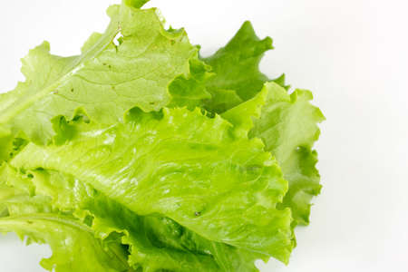 Salad leaves on a white background