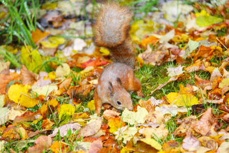 Brown squirrel の写真素材