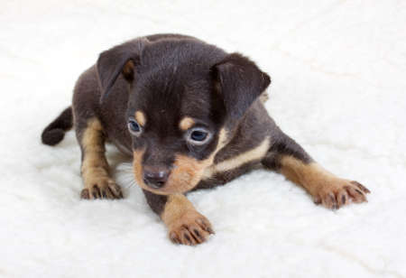 chihuahua puppy in studioの写真素材