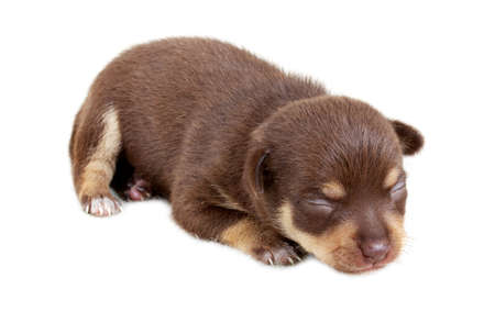 chihuahua puppy in studioの写真素材