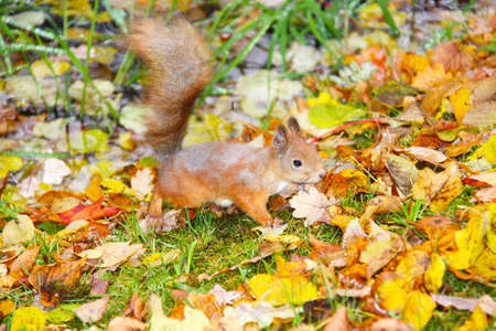 Brown squirrel の写真素材