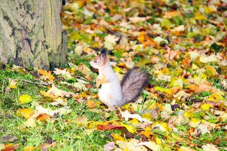 Brown squirrel の写真素材