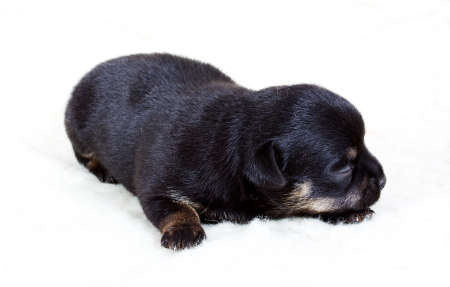 chihuahua puppy in studioの写真素材