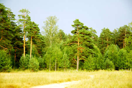 russian forest summerの写真素材