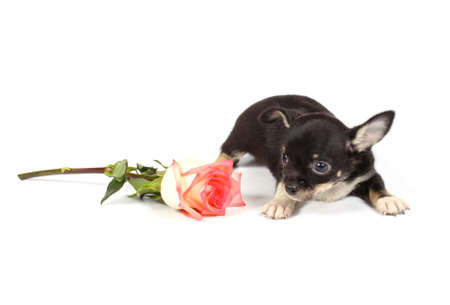 chihuahua puppy in studio on the whiteの写真素材