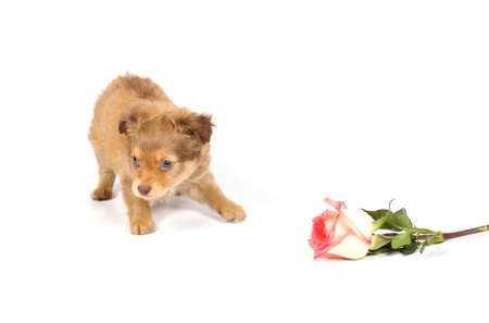 chihuahua puppy in studio on the whiteの写真素材