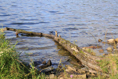 Summer landscape. Ural mountains river Russiaの写真素材