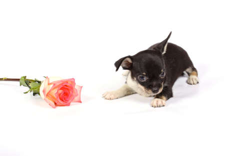 chihuahua puppy in studio on the whiteの写真素材