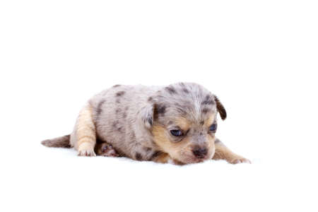 Chihuahua puppy  on whiteの写真素材