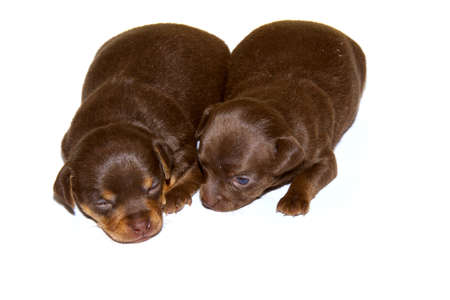 chihuahua puppy on the white