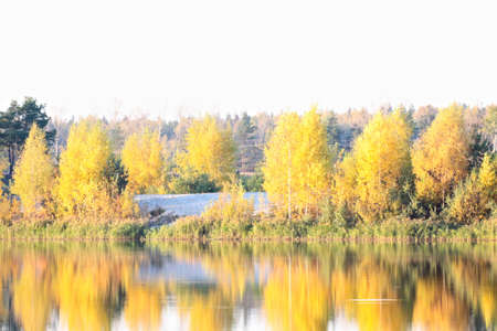 Beautiful landscape. Field and edge of forest Russiaの写真素材