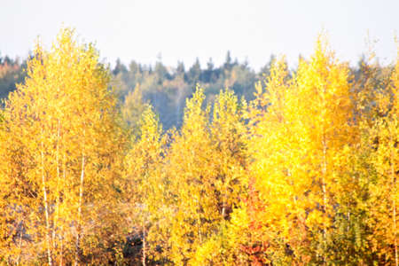 Beautiful landscape. Field and edge of forest Russiaの写真素材