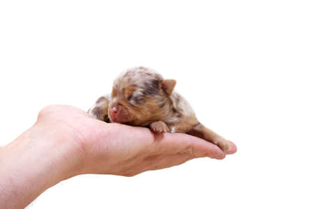 Chihuahua puppy  on whiteの写真素材