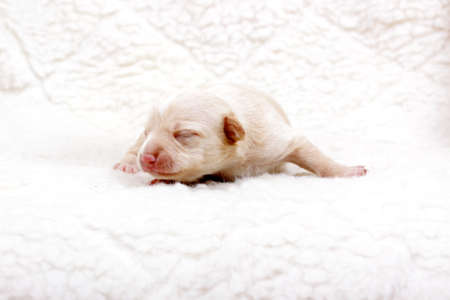 Chihuahua puppy  on whiteの写真素材