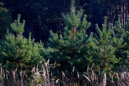 Beautiful landscape. Field and edge of forest Russia