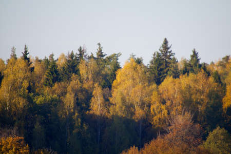 Beautiful landscape. Field and edge of forest Russiaの写真素材