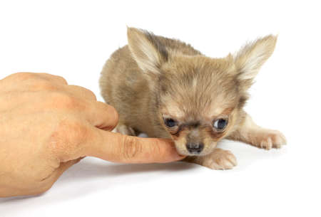 small chihuahua puppyの写真素材