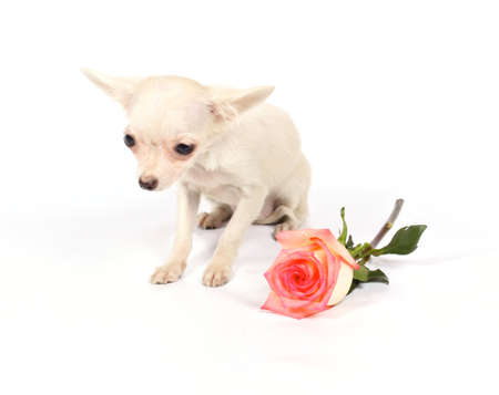 chihuahua puppy in studio on the whiteの写真素材