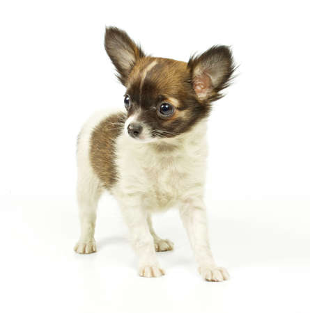 small puppy on the whiteの写真素材