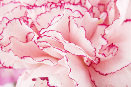 Beautiful pink carnation on a white backgroundの写真素材
