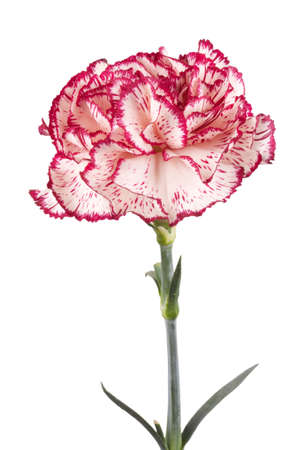 Beautiful pink carnation on a white backgroundの写真素材