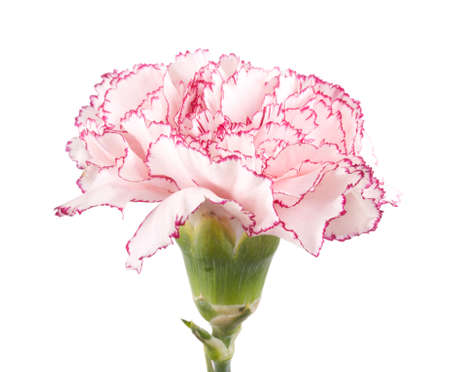 Beautiful pink carnation on a white backgroundの写真素材