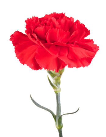 Beautiful red carnation on a white backgroundの写真素材