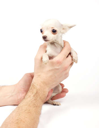 Chihuahua small puppy on the whiteの写真素材