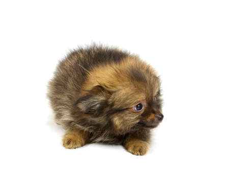 small chihuahua puppy on the white backgroundの写真素材