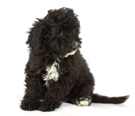 Colour lap-dog in studio on a neutral backgroundの写真素材