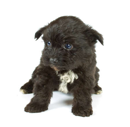 Colour lap-dog in studio on a neutral backgroundの写真素材