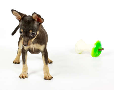 small chihuahua puppy on the white backgroundの写真素材