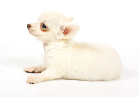small chihuahua puppy on the white backgroundの写真素材