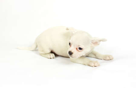 small chihuahua puppy on the white backgroundの写真素材