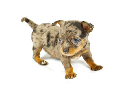 small chihuahua puppy on the white backgroundの写真素材