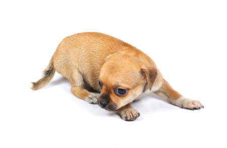 small chihuahua puppy on the white backgroundの写真素材
