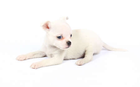 small chihuahua puppy on the white backgroundの写真素材