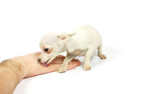 Chihuahua small puppy on the whiteの写真素材
